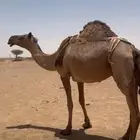 نكه كفو خلفه