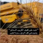 مطلوب سواق شيول