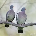 نوادر الطيور حمام لندن الورشان