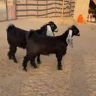 للبيع جفرات جذعات