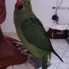 درة اليفة ومتكلم