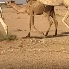 عمر 6 شهور ولد ولد الارخم.