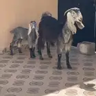 معزا