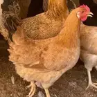 دجاج تركي للبيع