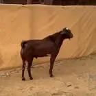 للبيع فحل جنوبي ادهم ارتفاع فاخر. تم البيع