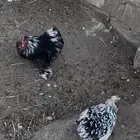 زوجين كوشن قزم فواخر