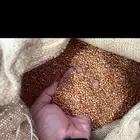 بذور ذرة جيزانية بسعر جيد جدا .. متجر باذر