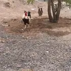 ديك عربي اصيل للبيع