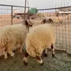 خروفين طيبه وشحم