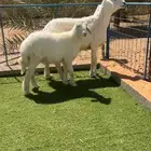 شاه حرية صنف فاخر معها خروف