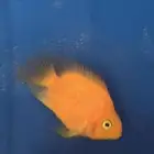 سمك مفترس ببغاء برتقالي للبيع