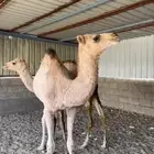 بكرتين. مفاريد.