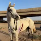 فرس مشروكه