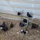 حمام قطيفي لوت