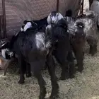 النوع بهم العدد 10