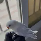 طيور روز الليفه وهدد وبسعر مميز ( انباعن )