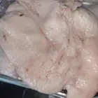 شحم ليه غنم بلدي نظيف
