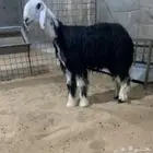 غنم نجد