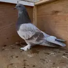 للبيع ذكر حمام تركي