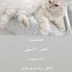 بيش