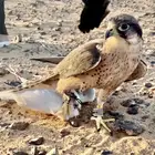 طير مفقود حام ب دعيجا بطبرجل الي يعينه يتوصل مع الرقم