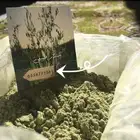 عرض الأسبوعي