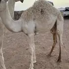 اللبيع قعود طيب على حليب أمه