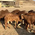 سواكن حمري فل شحم