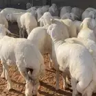 ذبايح حري