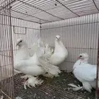 حمام شمسي هندي