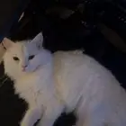 قطط
