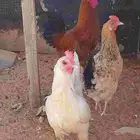 دجاج