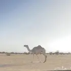 خفوت