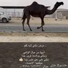 القحه ملاقي