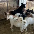 تيوس كايفه للبيع