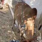 اذكروا الله بقره منتوجها حليب وسمن هديه مشروطه من اي عيب هذ