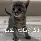 تبني قطط