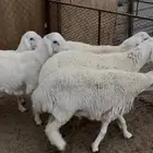 طليان حريه