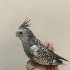 كروان هولندي