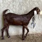 جذعات حجازية ( هولندية)