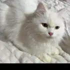 قطط الاحساء