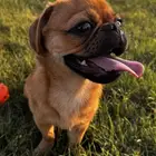 كلب للبيع الرياض بق pug