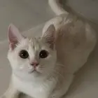 قطط
