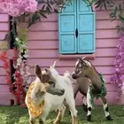 ماعز قزم