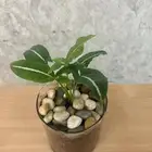 نبات داخلي