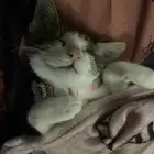 قط صغير لتبني