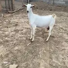 عنز بيشيه