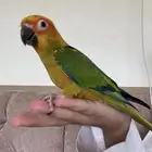 صن كنيور اليف