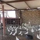 حمام فرنسي للبيع