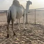 لقحه